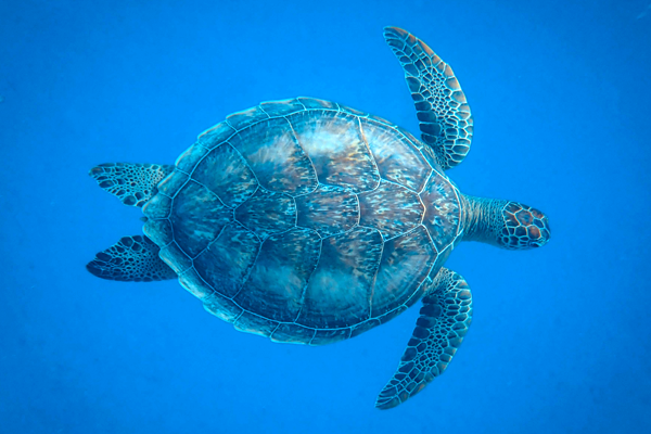 Sea Turtle Preservation